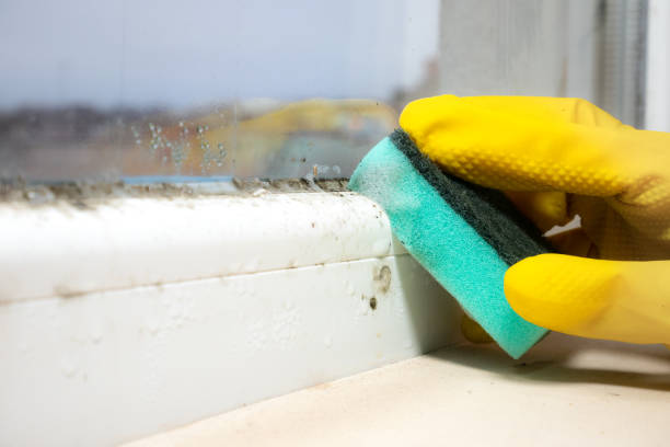 Best Fast Mold Removal  in Albuquerque, NM