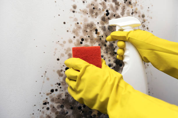 Best Residential Mold Removal  in Albuquerque, NM