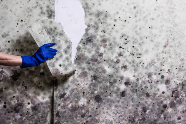 Best Mold Testing  in Albuquerque, NM